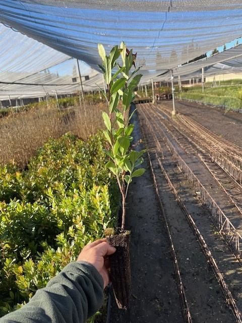 Semilla de Madroño (Arbutus Unedo)