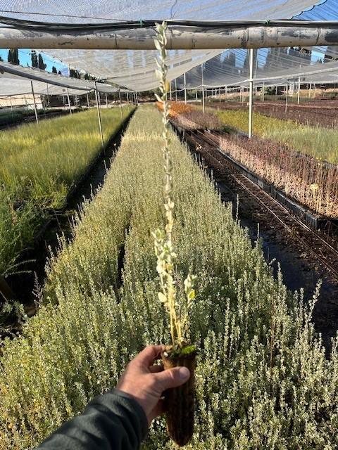 Orgaza (Atriplex Halimus) - Arbusto Resistente