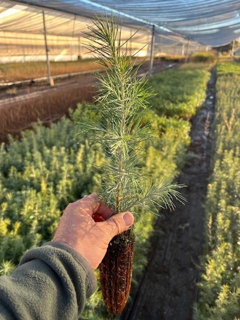 Cedro del Himalaya (Cedrus Deodara)