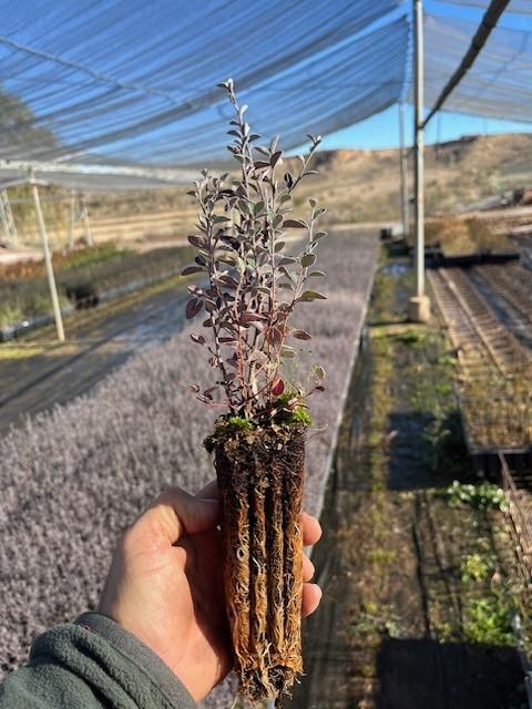 Semilla de Cotoneaster Francheti