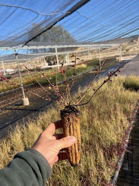 Cotoneaster Horizontalis - Tapizante