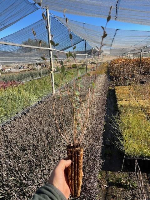 Cotoneaster Lacteus - Hoja Perenne
