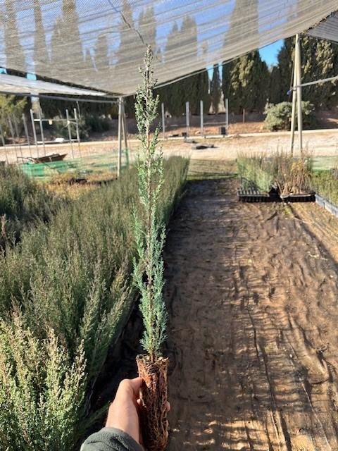 Ciprés Común (Cupressus Sempervirens)