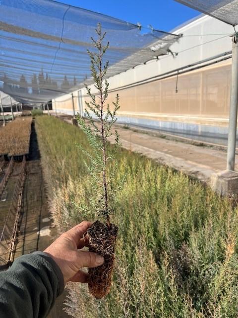 Semilla de Ciprés de Arizona (Cupressus Arizonica)