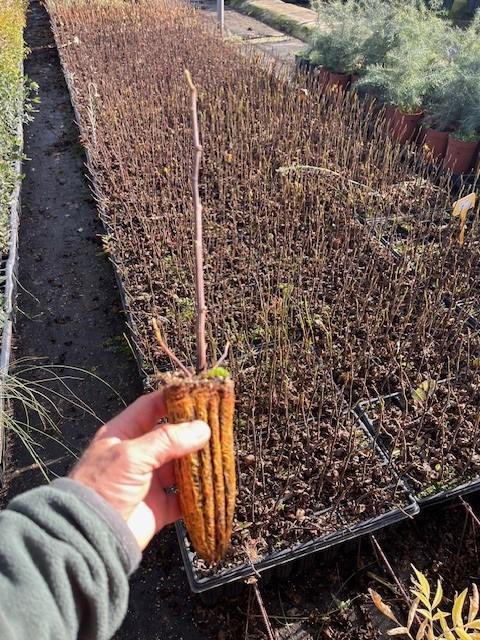 Higuera (Ficus Carica) - Variedad Productiva