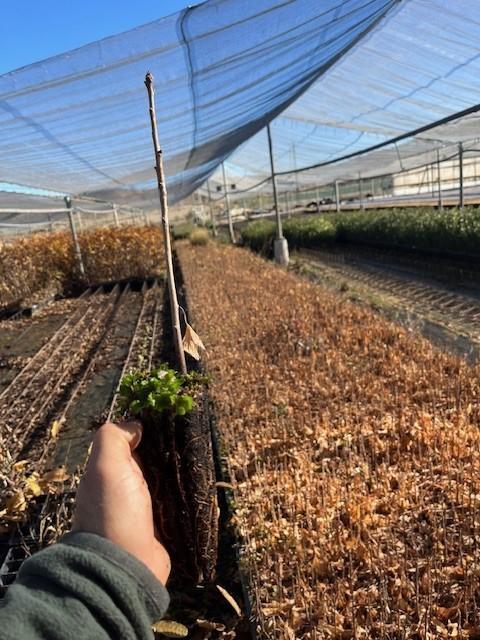 Ginkgo Biloba - Árbol de los 40 Escudos