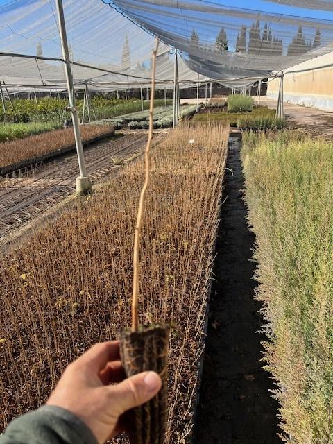 Jabonero de la China (Koelreuteria Paniculata)