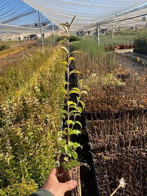 Aligustre (Ligustrum Japonicum)