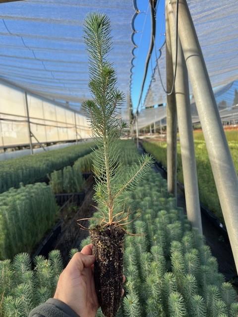 Pino Piñonero (Pinus Pinea)