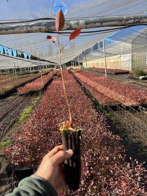 Cornicabra (Pistacia Terebinthus)