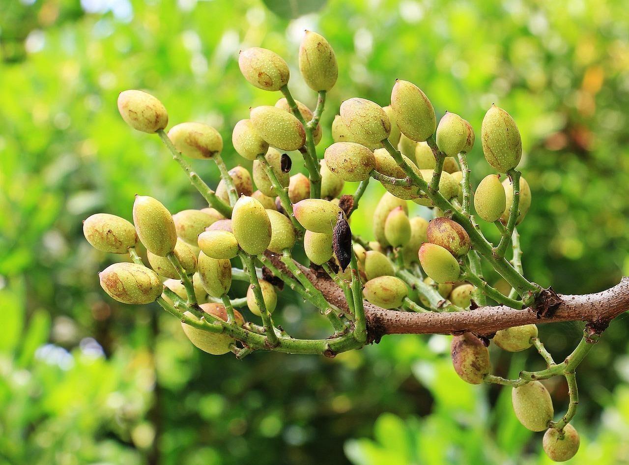 pistachios, pistachio tree, tree, nature, branch, sumagewax, stone fruit, fruit, nut, nut fruit, eat food, food, crop plant, green, consumption, remedies, shell, pistachios, pistachios, pistachios, pistachios, pistachios, pistachio tree, pistachio tree, pistachio tree, pistachio tree, nut