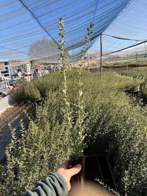 Alcornoque (Quercus Suber)