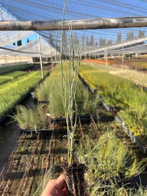 Retama Amarilla (Retama Sphaerocarpa)