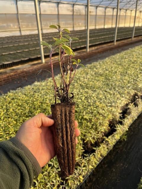 Salvia (Salvia Officinalis)