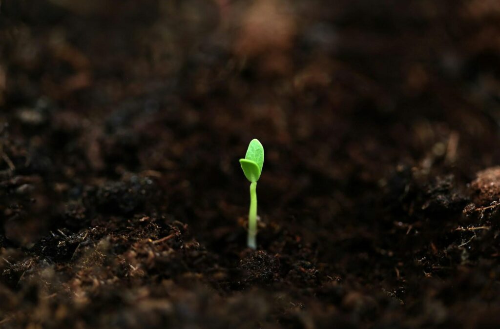 a small green plant sprouts from the ground